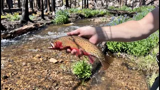 Rocky Mountain National Park, Fern Lake Fly Fishing -June 2022