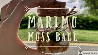Unboxing Marimo Moss Ball