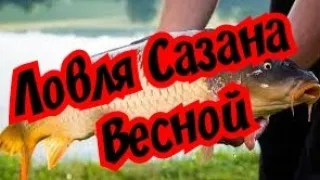 Как поймать Сазана весной. Ловля сазана в апреле.