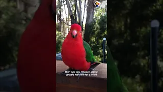 Bright Red Parrot Brings Girlfriend Over To Meet The Woman He Visits Every Day