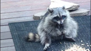 Little Gracie Stops By For A Friendly Visit.