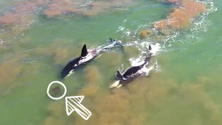 Killer Whales (Orca) Hunting Stingrays in Shallow Water!