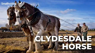 Clydesdale Horse - Equine showcase - Scottish Smallholder Festival 2020