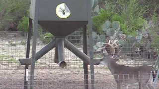 Trophy Bucks Hunting South Texas Monster Low Fence Bucks