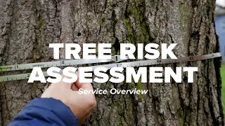 Tree Risk Assessment Service Overview I Russell Tree Experts