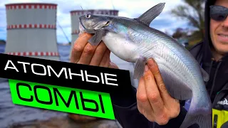 МОЩНЫЕ ФИДЕРНЫЕ ПОКЛЁВКИ / РЫБАЛКА НА ФИДЕР В УДОМЛЕ / FROS FISHING