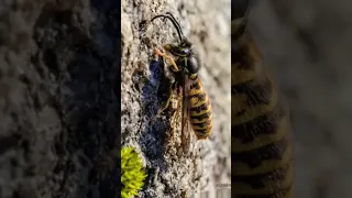 Bee vs wasp #viral #nature #earth