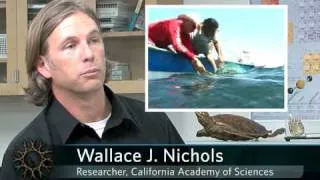 Sea Turtles | California Academy of Sciences