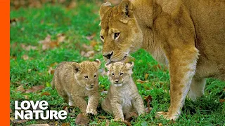Lost Lion Cubs Reunited with Mom | Love Nature
