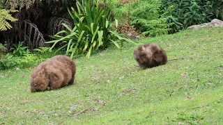 Wombat baby