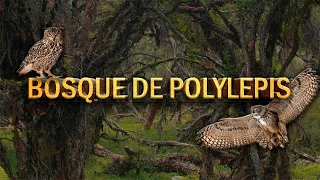 🌳Los Bosques de Polylepis en Antisana | Discovering Earth