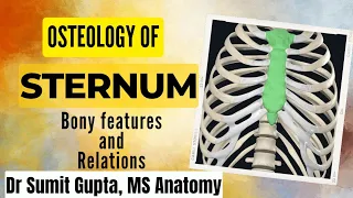 ANATOMY OF STERNUM : Thorax