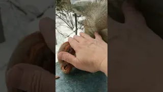 Последнее видео о белках(#animals#животные#squirrel#белка