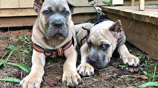 WE'RE BACK! Cane corso Faruq is a beast and we have two new Formentinos