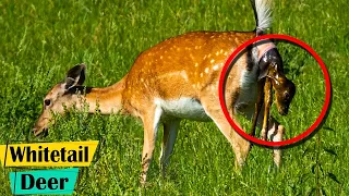 Whitetail Deer Giving Birth To Baby Fawns