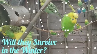 How Budgies Survive in the Aviary During Winter | Budgies Aviary | Farm Animals