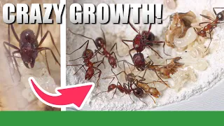 Insane Growth In My Pet Ant Colony!  | Novomessor Cockerelli Update #6 - Ant Holleufer