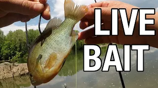 Using LIVE BLUEGILL for BIG CATFISH! Ft. Hazlife