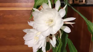Epiphyllum oxypetalum bloom - time lapse
