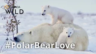 Cutest Polar Bear Cub Clings to Mama Like a Cub Loves Cake 🐻‍❄️ Canada Wild 🍰
