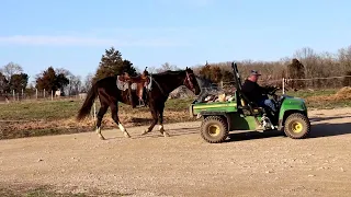 "CADILLAC" CAN BE SEEN AT WWW.HORSEZIP.COM ONLINE HORSE AUCTION