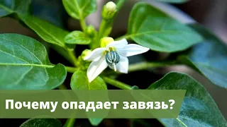 ОПЕРАЦИЯ "СПАСЕНИЕ" | Почему опадают бутоны и завязи у перцев?