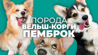 Вельш-корги-пемброк 🐾 Все о породе, плюсы и минусы, уход, характер, воспитание, отзывы, дрессировка🐶