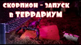 Заселение СКОРПИОНА в новый ТЕРРАРИУМ ( Heterometrus petersi или Азиатский черный скорпион )