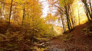 Autumn forest in Transylvania