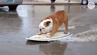 The Skateboarding Bulldog Goes For His Final Ride