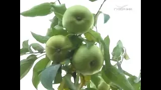 Какие сорта зимних яблок подойдут для Самарской области. Удачные заметки от 16.10.2018