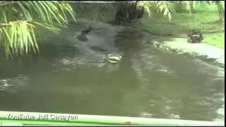 World's largest crocodile in captivity dies in Philippines