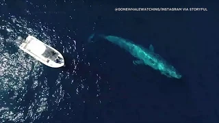 Blue whale dwarfs boat off San Diego coast