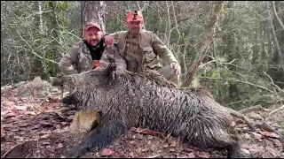 Köpek Kesen Genç Azılı Yaban Domuzu 2022-2023 Sezonu~Wildboar Hunting~chasseausanglier