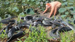 Amazing! Lucky day found a lot catfishes in the Lake after rain - Mud fish catching by a fisher man