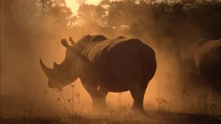 National Geographic. Возвращение носорогов / National Geographic. Rhino Rescue