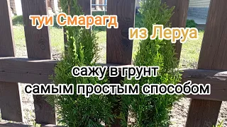 Туи Смарагд🌲 из Леруа сажу в грунт по-простому 💯#дача#сад#туя#хвойные