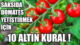 Saksıda Organik Domates Yetiştirmek İçin 10 Altın Kural !