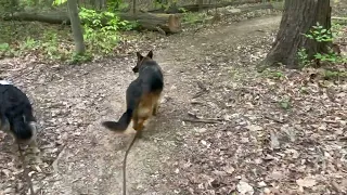 Daisy & Floss: Exploring Forest Trails