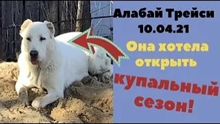 Алабай Трейси. Открыла дачный сезон и чуть не открыла купальный!