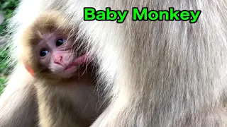 【SNOW  MONKEYS】280  ( apple time)  jigokudani onsen Korakukan monkey park  地獄谷　温泉　後楽館　野猿公苑　雪猿