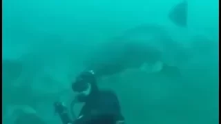 Нежданная встреча дайвера с белой акулой в ЮАР