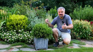 Lots of Dwarf Evergreen Low Maintenance Shrubs for Foundation Planting