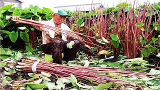 Japan Taro Stem Farming And Harvest - Taro Steam Cultivation