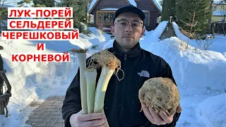 Как сохранить сельдерей, лук порей свежими зимой