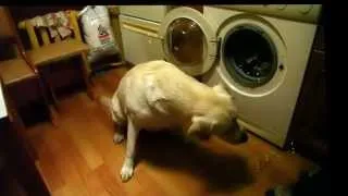 Собака уничтожает мыльные пузыри.  Dog and soap bubbles.