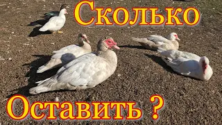 Сколько УТОК оставить на племя ? Индоутки на зимовку / Мускусные утки на племя