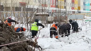 0305 ДЕРЕВЬЯ «ПЕРЕЕЗЖАЮТ»