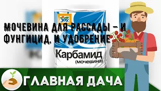 Мочевина для рассады – и фунгицид, и удобрение