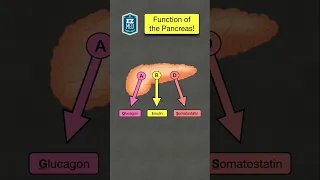 🔥 How to Remember the Function of the Pancreas [Endocrine System Hormones]